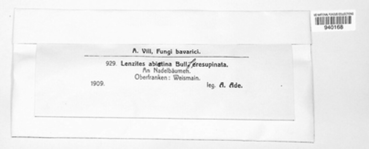 Lenzites abietina f. resupinata image